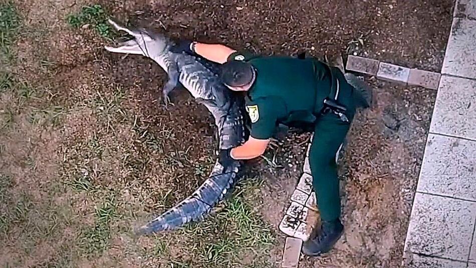 Ringkampf mit Reptil: Mutige Polizisten fangen Alligator im Vorgarten