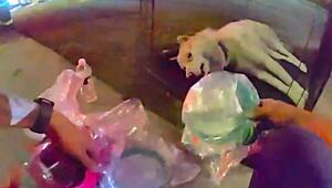 Hund aus Flammen gerettet: Polizisten beleben bewusstlosen Husky wieder