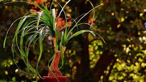 Elefantenfuss Beaucarnea