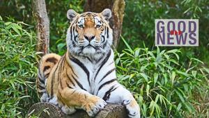 Ein Tiger liegt auf einem Baumstamm inmitten von grünem Laub. Rechts im Bild steht der ...