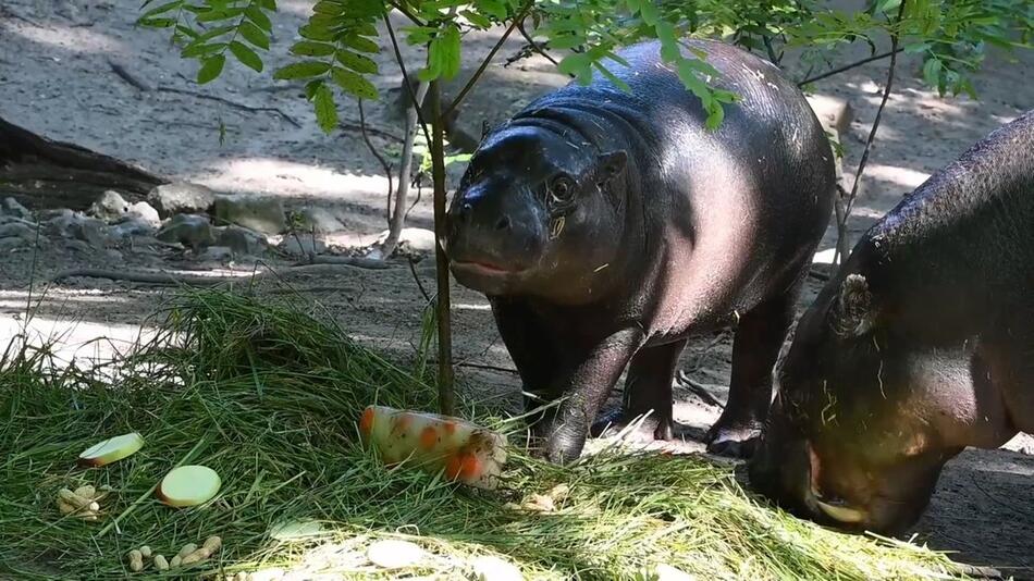 Happy Birthday Hippo: Toni wird 1 - und verlässt bald Berliner Zoo