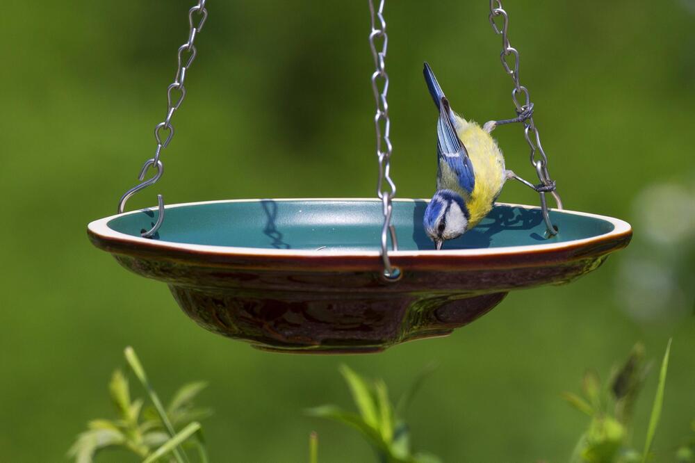 Vogeltränke