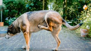 Ein Hund kratzt sich