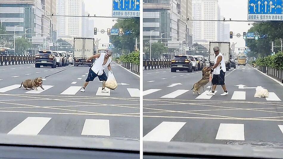 Einfach stehengeblieben: Sturer Hund blockiert Zebrastreifen in China