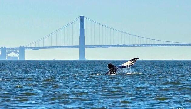 Hightech gegen Walsterben: Neues KI-System überwacht Bucht von San Francisco