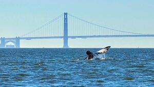 Hightech gegen Walsterben: Neues KI-System überwacht Bucht von San Francisco