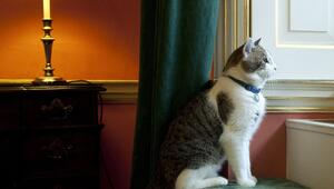 Am Fenster sitzende Katze