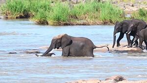 Mutterliebe in den Stromschnellen: Elefantenkuh rettet ihr Kalb in Fluss