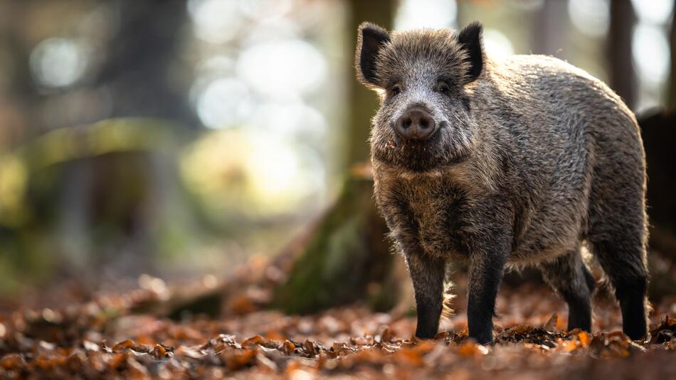 Wildschwein