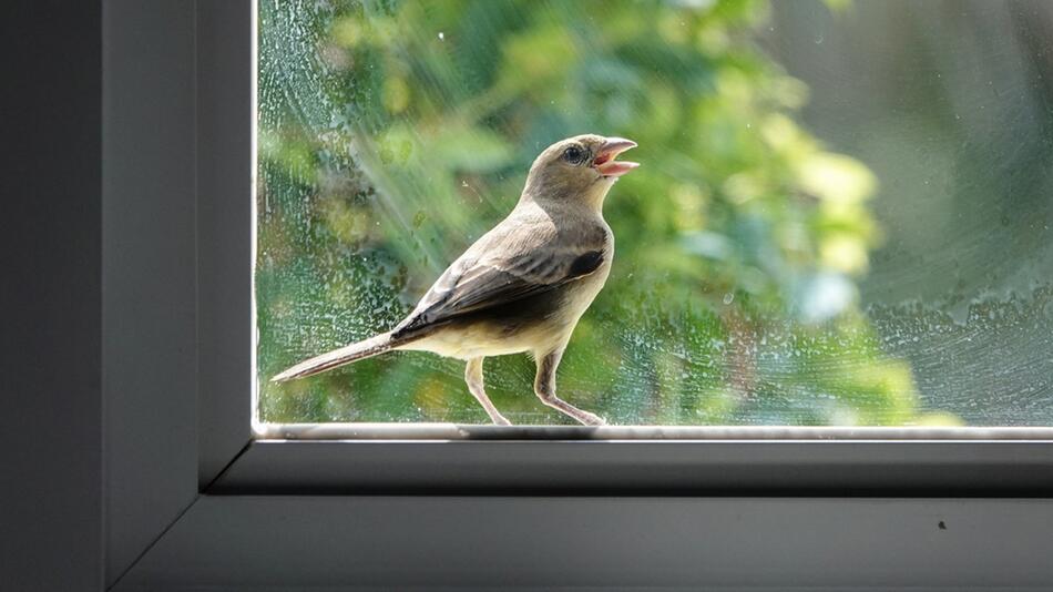 Ein Gelbbauchsperling sitzt am Fenster.