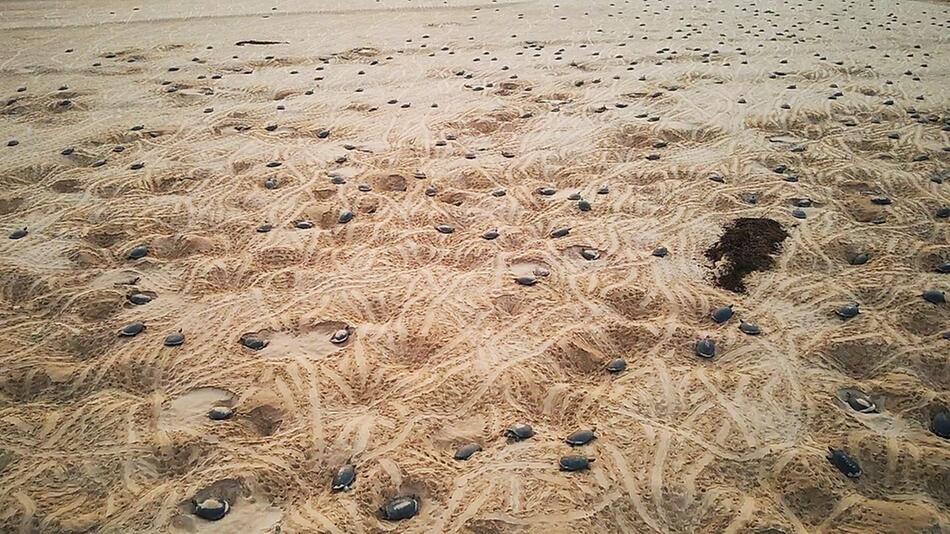 Schildkröten so weit das Auge reicht: Drohne filmt grösste Kolonie der Welt