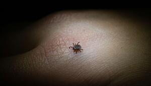 Eine Buntzecke auf einer Hand