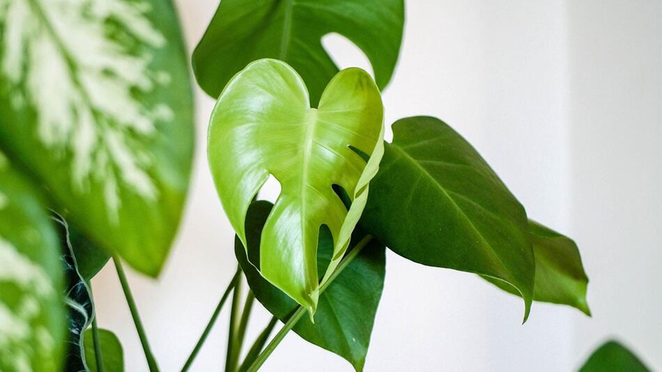 Lifehack für Sommerhitze: So sorgen Pflanzen für eine kühlere Wohnung