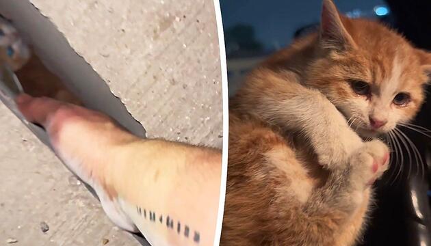 Stau mit Happy End: Autofahrer befreit eingeklemmte Katze aus Brückenspalt