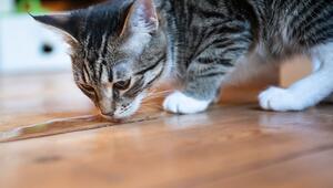 Katze trinkt aus einer Wasserlache auf einem Dielenboden