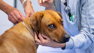 Eine Rhodesian Ridgeback Hündin in einer Tierklinik