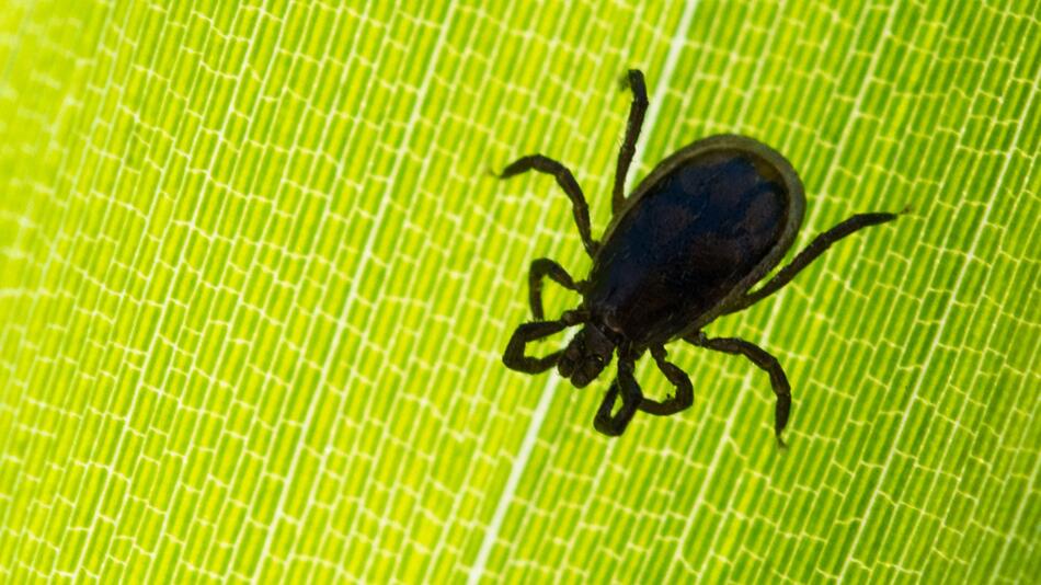 Zecke auf einem Blatt im Garten