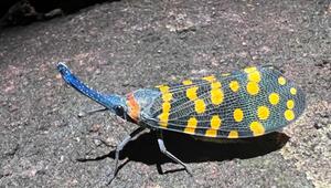 Laternenfliege aus Indien, auf ihren Flügeln sind gelbe Punkte. 