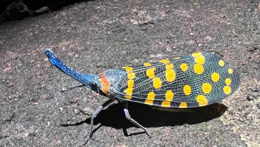 Laternenfliege aus Indien, auf ihren Flügeln sind gelbe Punkte. 