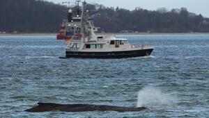 Wal an der Ostseeküste gestrandet