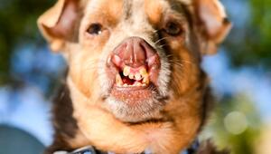 Hässlichster Hund Wettbewerb