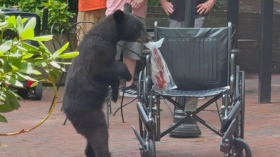 Junger Bär macht Einkaufszentrum in Tennessee unsicher
