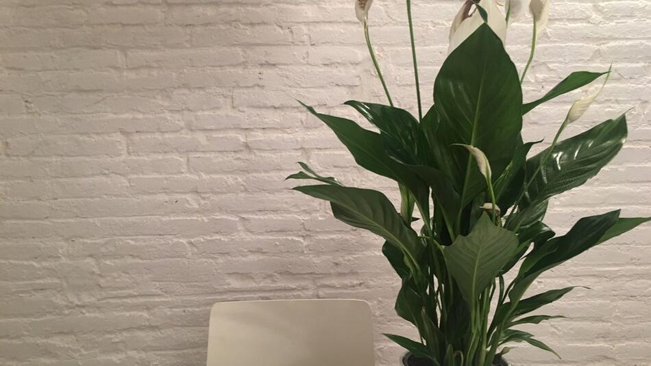 einblatt düngen spathiphyllum