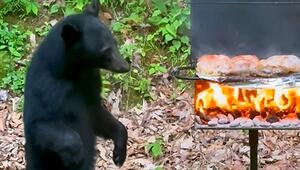 Tierischer Grillmeister: Bärenjunges unterbricht Familien-Barbecue in Tennessee