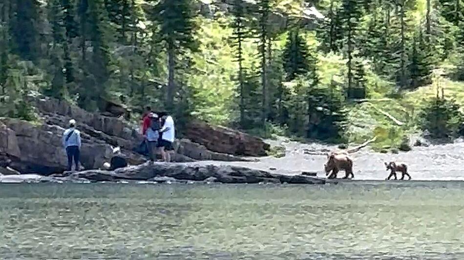 Begegnung in der Wildnis: Bärenfamilie rückt Touristen auf die Pelle