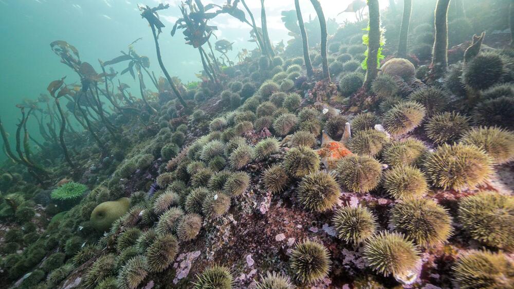 Aquakulturen eine Rolle bei der Verbreitung der Erreger