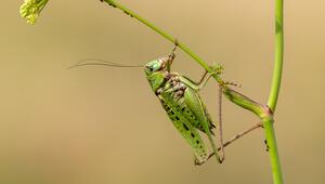 Das Insekt des Jahrs 2026: Der Warzenbeisser