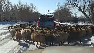 Wollige Blockade: Schafherde umzingelt SUV in China