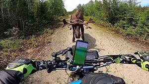 Doppelt attackiert: Elch geht in Kanada auf Motorradfahrer los