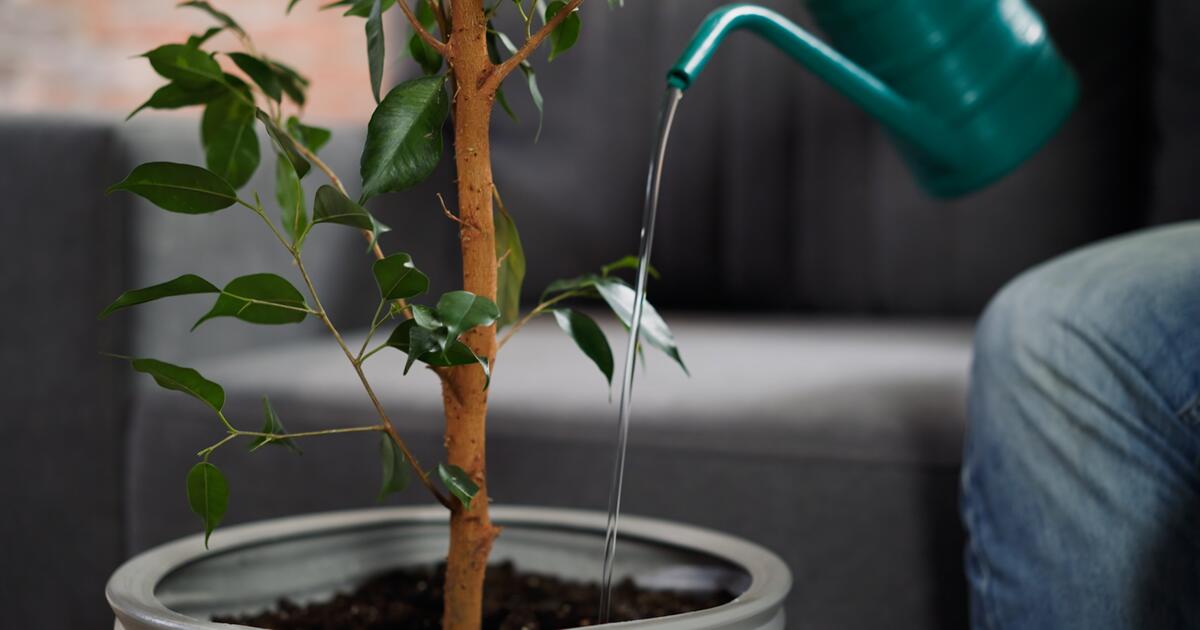 Schimmel auf der Blumenerde Was nun zu tun ist GMX.CH