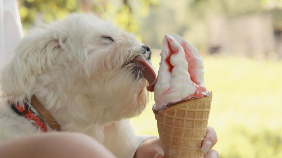 Eis für Hunde – ist das eine gute Idee?