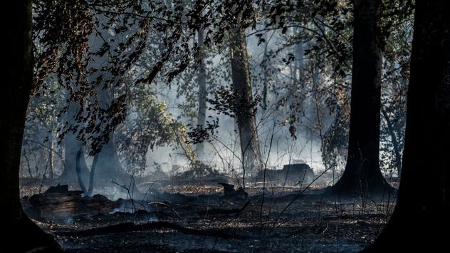 Waldbrand in Hessen