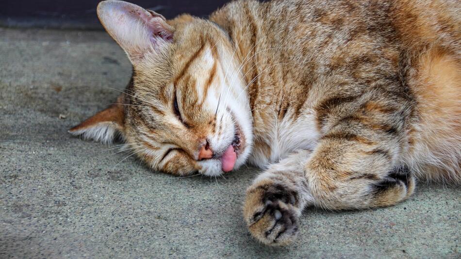 Schlafende Katze mit heraushängender Zunge