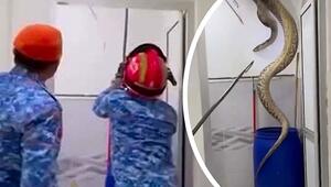 Riesenreptil im Badezimmer: Fünf-Meter-Python kracht durch Decke