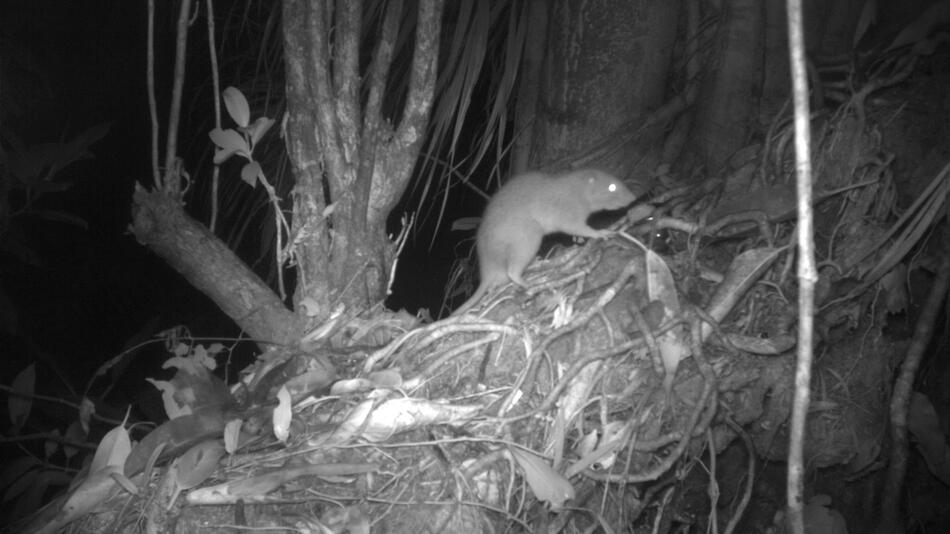 Riesenratten von Vangunu tappen in Kamerafalle