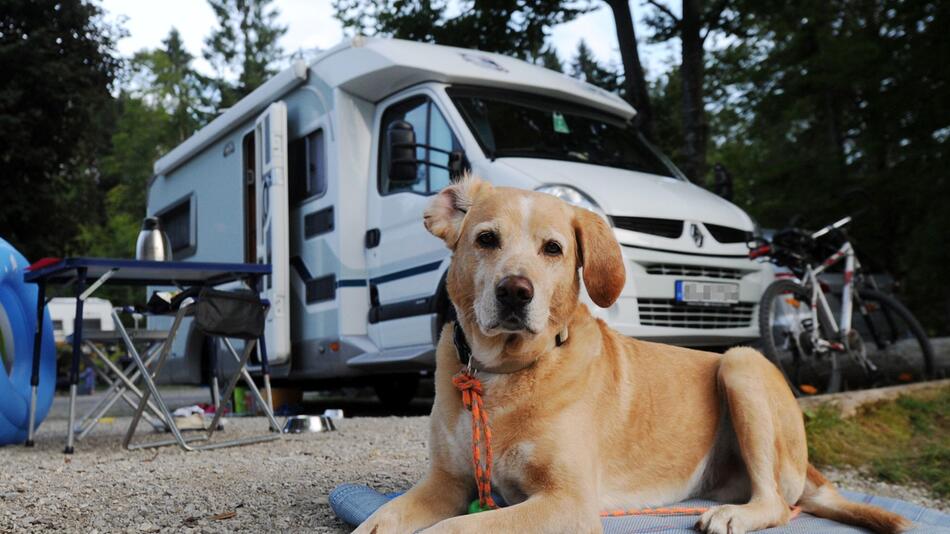 Ein Hund liegt auf einem Campingplatz vor einem Wohnmobil