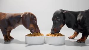 Warum manche Hunde kein Sättigungsgefühl kennen