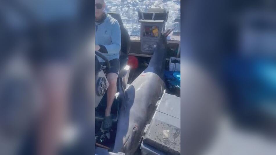 Unerwarteter Fang in Neuseeland: Delfin-Notlandung auf Fischerboot