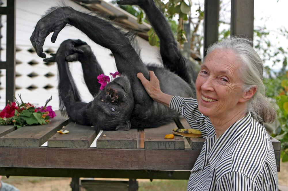 Primaten-Forscherin Jane Goodall ist tot