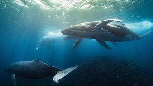 Buckelwale unter Wasser. 