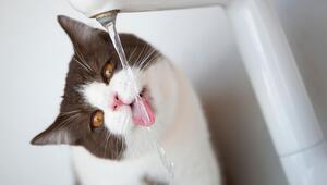 Katze trinkt