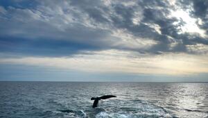 Meeresschutzabkommen tritt in Kraft