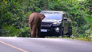 Strasse besetzt: Kleiner Elefant legt Verkehr in Thailand lahm