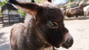 Eltern nur 80 Zentimeter gross: Eselfohlen im "Zoo der Minis"
