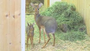 Wien: Tierische Premiere in Schönbrunn - Nachwuchs bei Afrikas kleinster Antilope