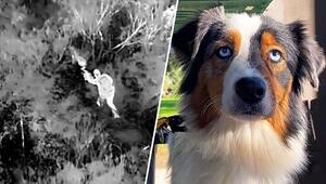 Dank Drohne: Vermisste Hündin gefunden – dann trifft Besitzer schwere Entscheidung